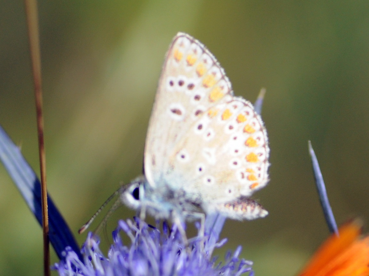 Aricia artaxerxes ??? Aricia sp., Lycaenidae